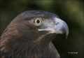 Golden-Eagle;Eagle;Aquila-chrysaetos;one-animal;close-up;color-image;nobody;phot